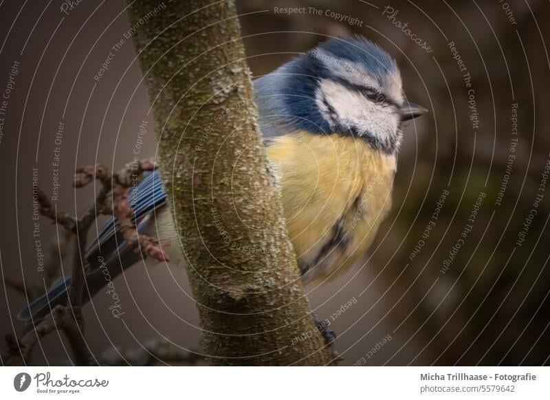 Aufgeplusterte Blaumeise im Baum Meisen Cyanistes caeruleus Tiergesicht Kopf Schnabel Auge Flügel Beine Krallen aufgeplustert beobachten Natur Wildtier Vogel