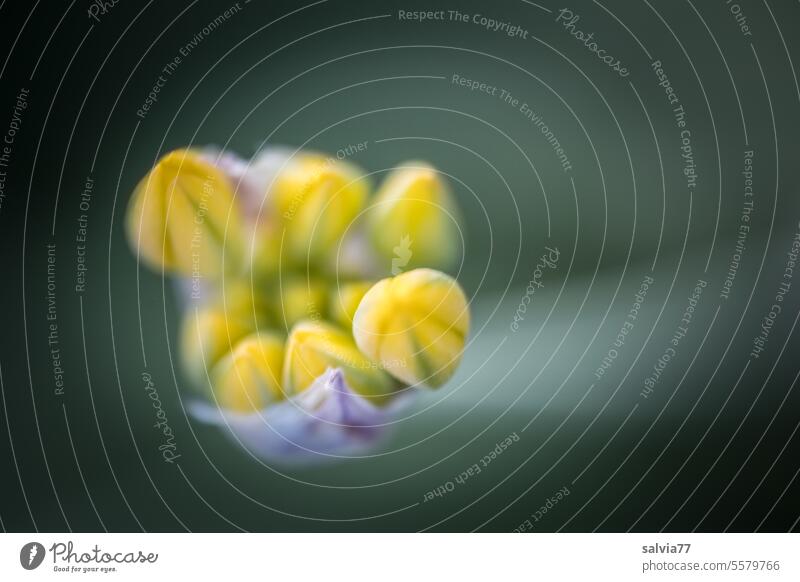 gelbe Blütenknospe des Goldlauchs Allium Allium moly Frühling Knospe Blume Natur Pflanze Garten ästhetisch Schwache Tiefenschärfe Makroaufnahme Farbfoto