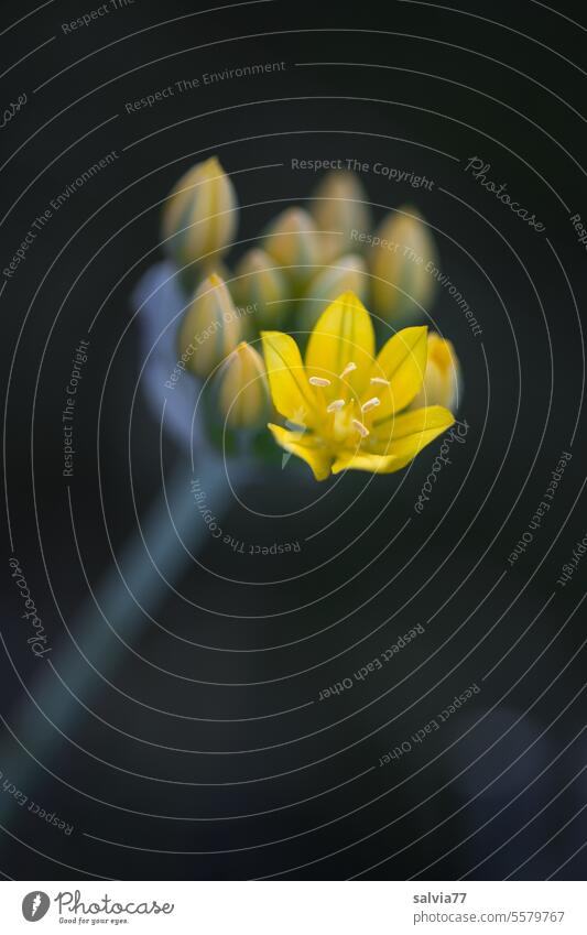 der Frühling ist eröffnet gelb Frühblüher Goldlauch Blume Blüte Knospe Blütenknospe Pflanze Natur Makroaufnahme Menschenleer Schwache Tiefenschärfe ästhetisch