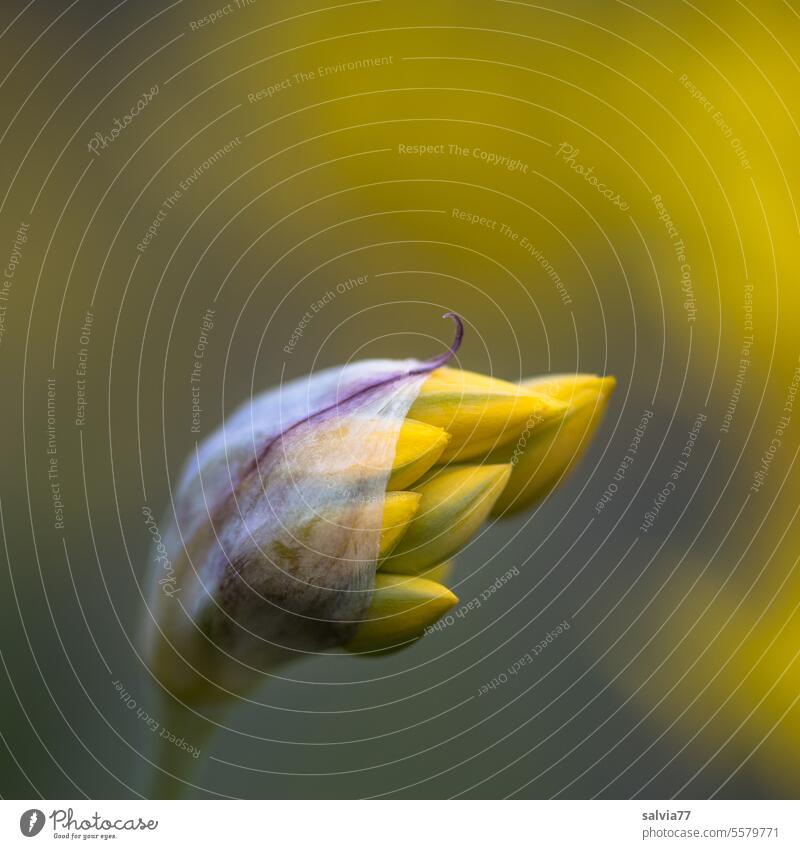 gelbe Blütenknospe des Goldlauchs Allium Allium moly Frühling Knospe Blume Natur Pflanze Garten ästhetisch Schwache Tiefenschärfe Makroaufnahme Farbfoto