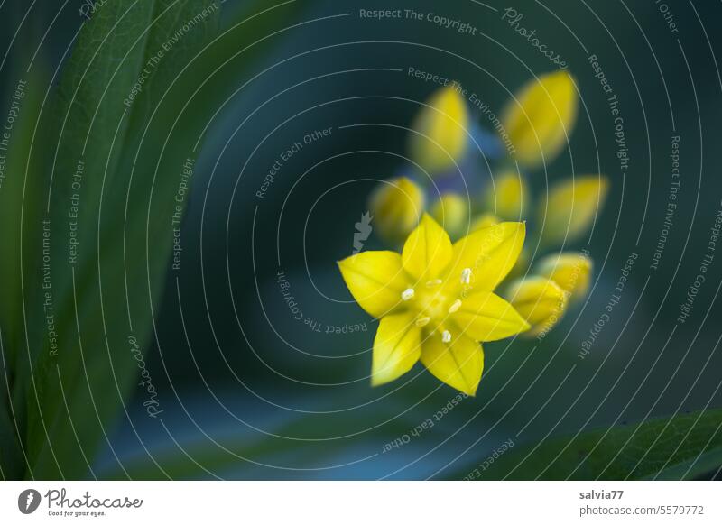 Entfaltung | die erste Blüte des Goldlauchs hat sich geöffnet Allium Allium moly Frühling Knospe Blume Natur Pflanze Garten ästhetisch Schwache Tiefenschärfe