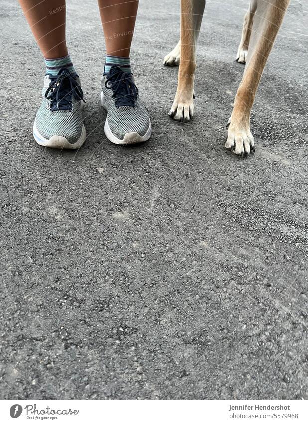 Beine und Füße einer Frau in Laufschuhen, die neben einem Hund steht, dessen Pfoten und Beine nebeneinander liegen und bereit sind, gemeinsam zu laufen Fuß