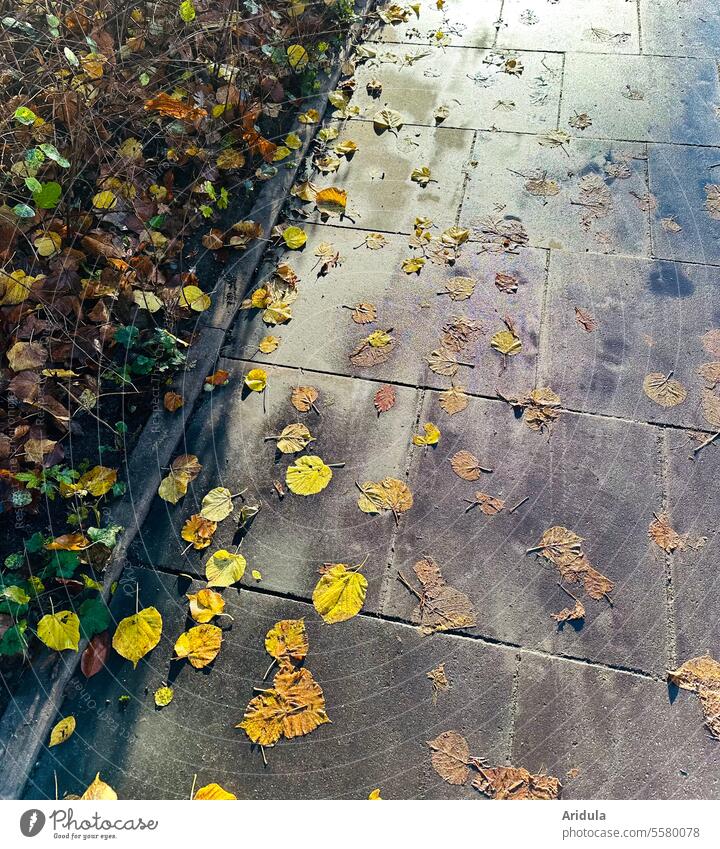 Farbenspiel auf einem nassen Gehweg mit Herbstlaub Laub Blätter Gehwegplatten herbstlich Herbststimmung gelb Vergänglichkeit Herbstfarben Herbstwetter Beton