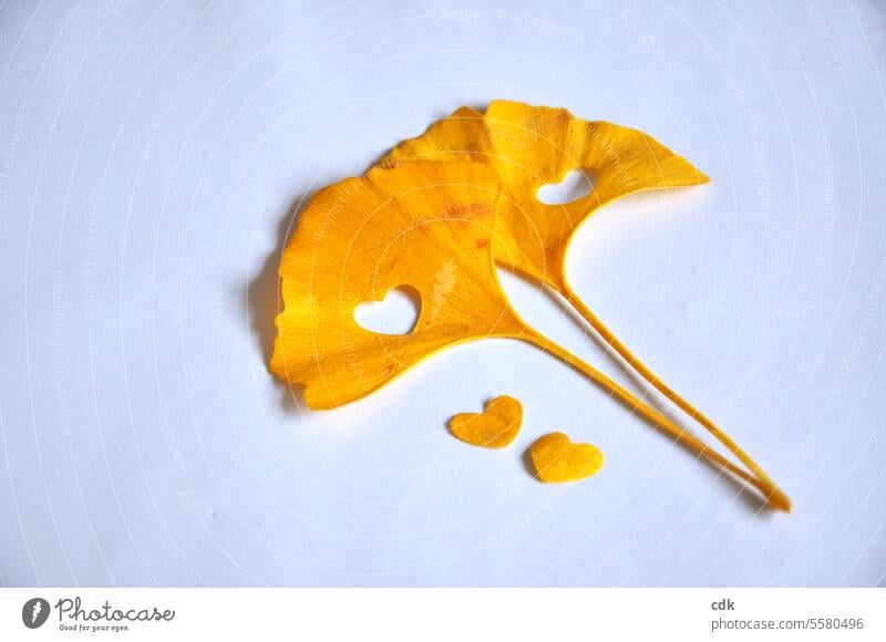 Herzenssache | zwei goldgelbe Ginkgoblätter mit kleinen, ausgestanzten Herzen liegen zusammen auf einem weißen Stück Papier. gingko biloba Blatt Pflanze