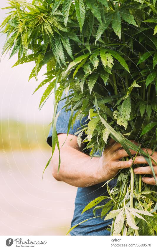 Mann hält Haufen Haufen legale grüne Marihuana Cannabis Sprout in seinen Händen. Cannabis Schöne Marihuana Cannabis Pflanze. Nahaufnahme Medikament ungesetzlich