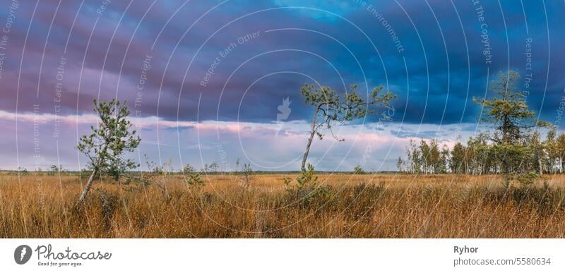 Bezirk Miory, Region Witebsk, Belarus. Yelnya Naturreservat. Yelnya Reserve oder Elnya ist der größte Sumpf-Komplex in Belarus. Hell gefärbter dramatischer Himmel über dem Feuchtgebiet. Yelnya Sumpf