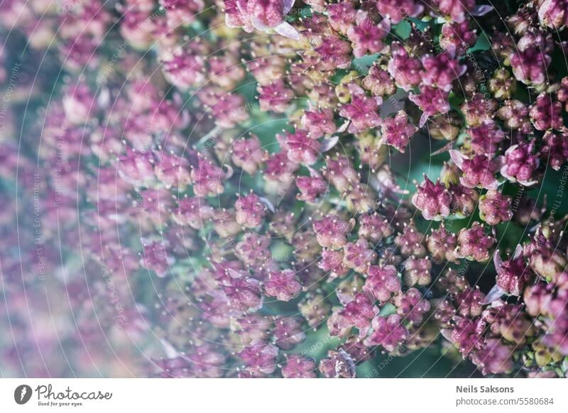 Blühendes Hylotelephium Spectabile. Blume Makro Hintergrund Herbst schön Schönheit Biene Blütezeit Überstrahlung botanisch Schmetterling Cluster Farbe