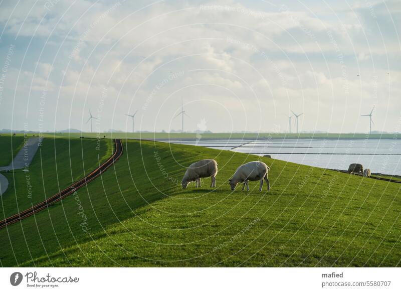 Schafe auf dem Deich in Lüttmoorsiel, im Hintergrund das Wattenmeer und Windräder Himmel Natur Landschaft Nordsee Küstenschutz Naturschutzgebiet grün blau grau