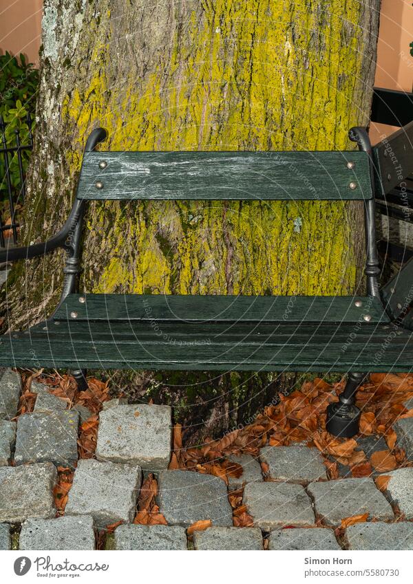 Wurzeln eines Baumes heben das Pflaster, auf dem eine alte Sitzbank steht Pflastersteine Naturgewalt uneben Bank Wartebank Baumstamm überdauern ehrwürdig