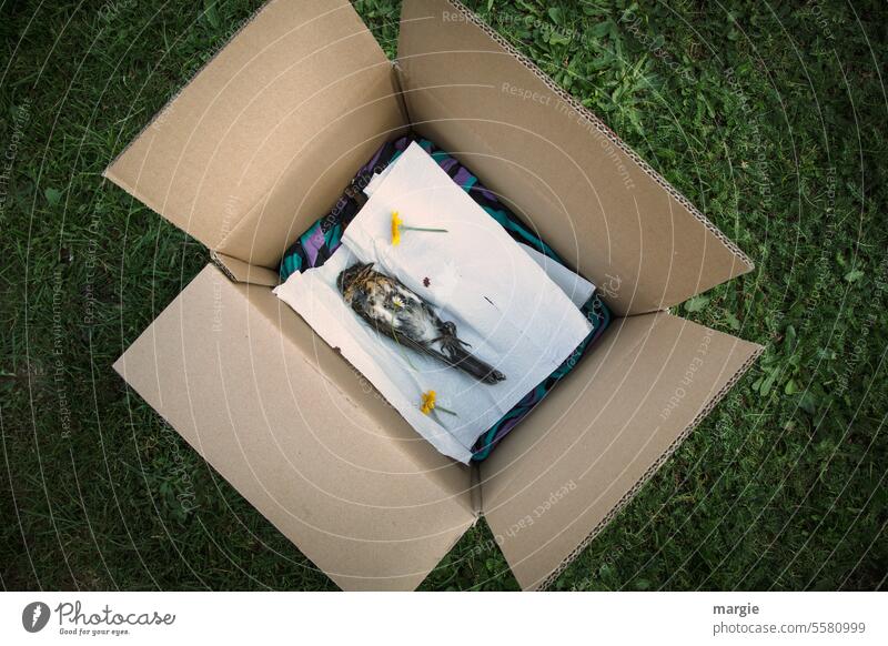 Abschied von einem Vögelchen Vogel begräbnis Trauer Karton Drossel Tier Außenaufnahme Tod Menschenleer Vergänglichkeit Totes Tier Traurigkeit Tierporträt liegen