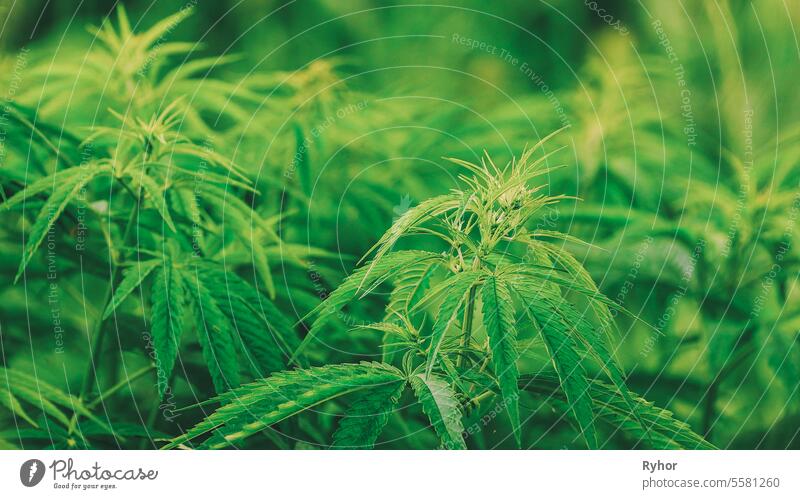 Legale grüne Marihuana-Cannabisblätter wachsen auf dem Bauernhof im Sommer süchtig machend Gesundheit schlecht Bodenbearbeitung Hanf Ansicht Sucht ungesetzlich