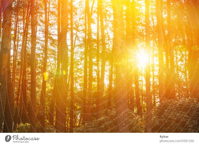 Sonnenuntergang Sonnenaufgang in Kiefer Waldlandschaft. Sun Sunshine With Natural Sunlight Through Wood Tree In Evening Forest. Amazing Scenic View. Herbst Natur. Sonnenuntergang Sonnenaufgang im Herbst Wald Wälder