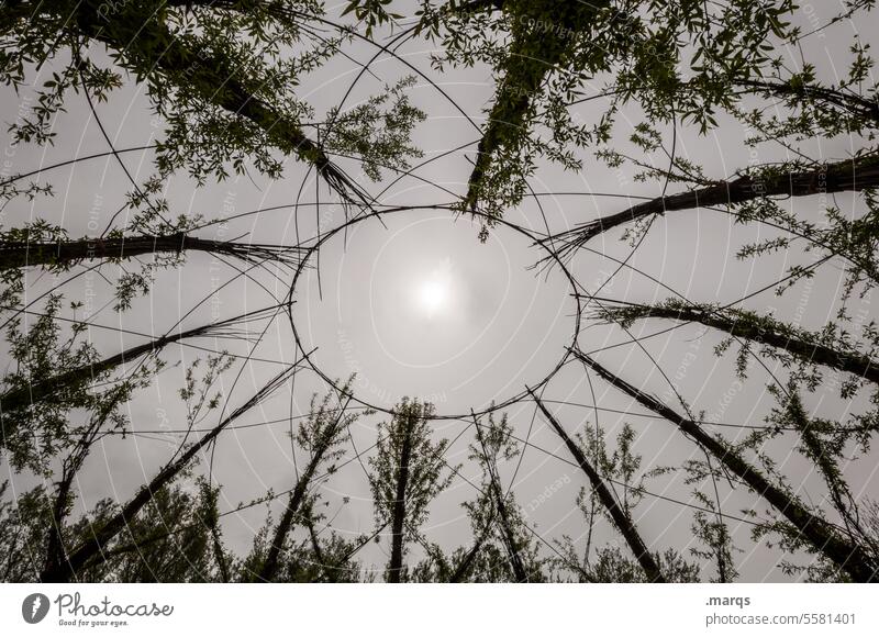 Sonnenwende Weidengeflecht Pflanze Kreis Mittelpunkt Silhouette Himmel Wolken Natur Tradition magisch Froschperspektive Sträucher Draht rund Symbole & Metaphern