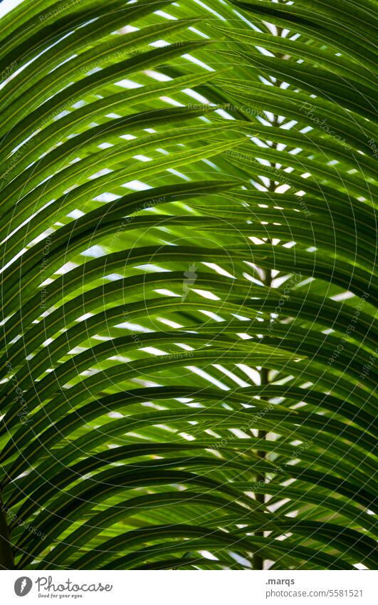 Blätterdach Pflanze grün Palmenwedel Natur Schatten botanisch Botanik Palmblatt grafisch Palmendach exotisch rund geschwungen