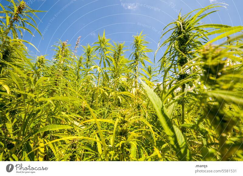 Das Hanf ist frei Betäubungsmittel legalisieren medizinisch organisch grün Cannabis Marihuana kultiviert botanisch Tetrahydrocannabinol kommerzielles Cannabis