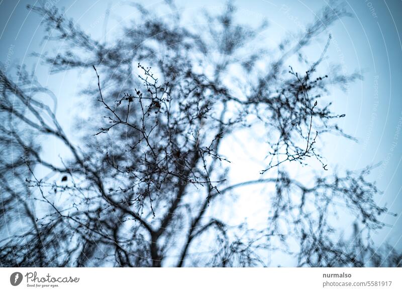 Astrein Unscharf Baum Äste Himmer Winter Tristess Traurig Trauer Melancholie unheimlich schön Nachdenklich