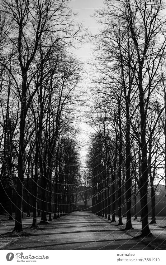 black allee Allee bäume weg rand park winter holz natur könig Symetrisch gerade Gartenkunst Perspektive depressiv Depression Schwarzweißfoto