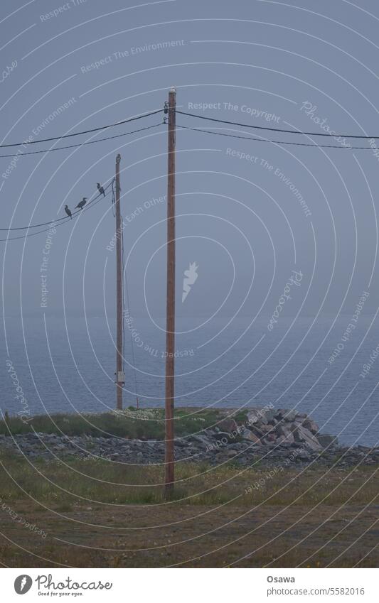 Vögel auf Kabel Meer tiere Telefonmast Strommast Küste bewölkt nebelig Norwegen Skandinavien Menschenleer Außenaufnahme Tag Landschaft Farbfoto Himmel Wolken