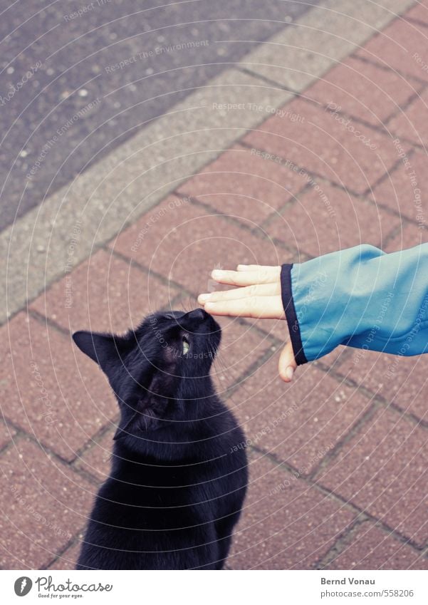 schnüff Mensch maskulin Junge Hand 1 8-13 Jahre Kind Kindheit Katze blau grau schwarz weiß berühren Streicheln Geruch Ohr Nase Finger Pflastersteine Pflasterweg