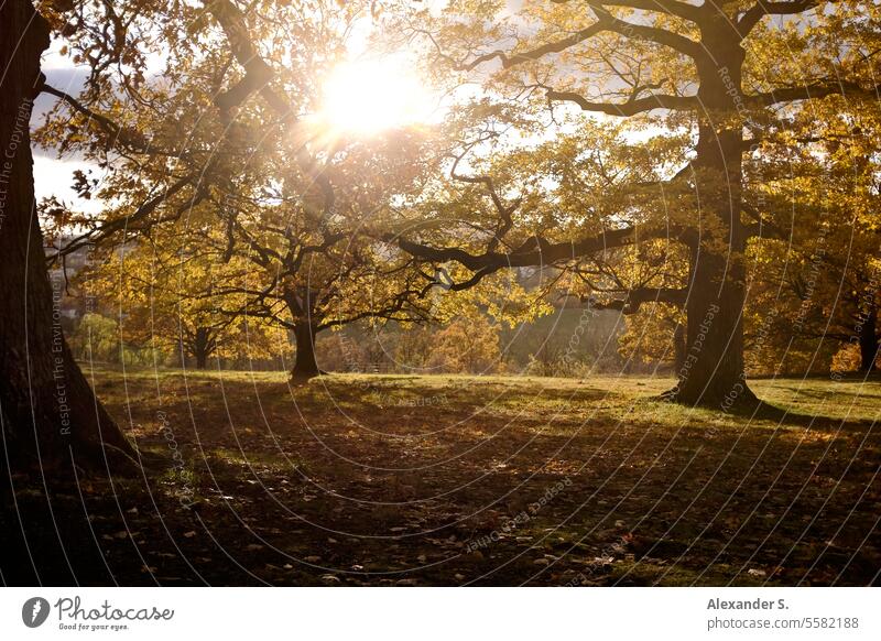Eichenhain in Herbstsonne Eichenbaum Baum Bäume Hain Natur Landschaft Außenaufnahme Pflanze Sonnenlicht Herbststimmung Herbstlaub Herbstfärbung Herbstfarben
