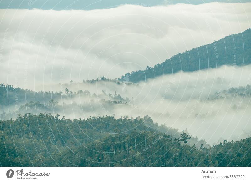 Neblige Berglandschaft. Luftaufnahme von dunkelgrünen Bäumen in tropischen Bergwäldern und Nebel im Winter. Nebel bedeckt dunkelgrüne Waldlandschaft. Naturszene mit Bäumen. Grüne Umgebung Hintergrund.