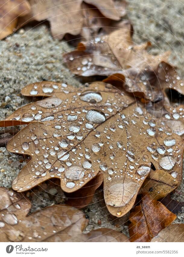 Eichenblatt mit Regentropfen Blatt Herbst Tropfen braun nass Herbstlaub Laub Reflexion & Spiegelung Farbfoto Natur Außenaufnahme Menschenleer herbstlich