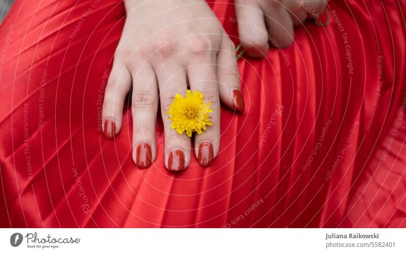 Hand mit Löwenzahn auf rotem Stoff Blume Natur Blüte Sommer gelb Außenaufnahme Frühling schön Hände Maniküre gepflegt Detailaufnahme natürlich Frühlingsgefühle