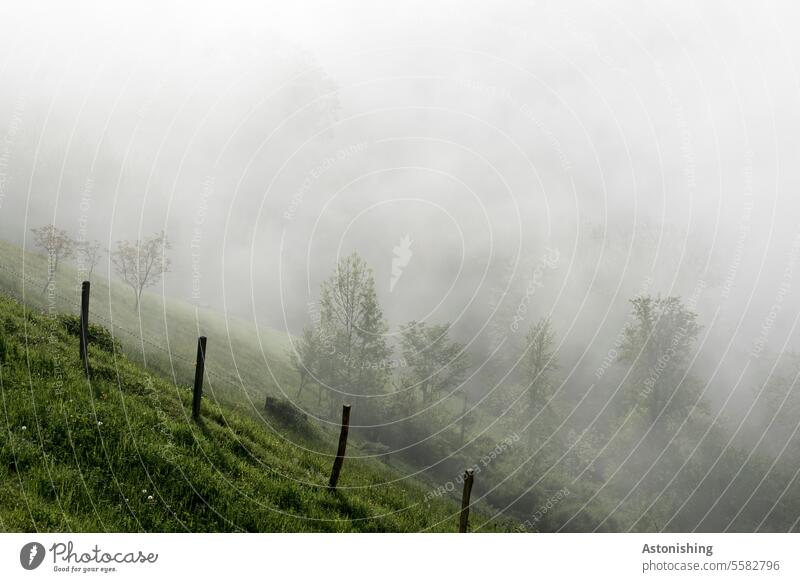 Hang im Nebel Wiese Natur Wetter Österreich grau grün Gras Weide Zaun Holz Holzzaun Morgen Licht Schatten Dunst Landschaft Außenaufnahme Menschenleer Farbfoto