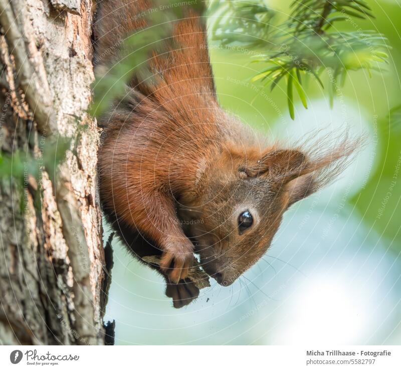 Fressendes Eichhörnchen hängt kopfüber am Baumstamm Sciurus vulgaris Tiergesicht Kopf Auge Nase Maul Ohr Pfoten Krallen Fell knabbern fressen hängen genießen