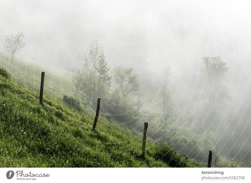 Hang im morgennebel Nebel Wiese Natur Wetter Österreich grau grün Gras Weide Zaun Holz Holzzaun Morgen Licht Schatten Dunst Landschaft Außenaufnahme