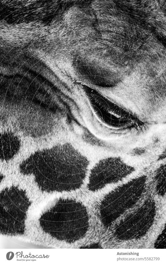 Giraffen-Auge Gesicht Kopf Punkte Fell Musterung Schwarzweißfoto schwarz grau Nase Porträt Detail Tier exotisch schön Natur niedlich Säugetier Mund Blick