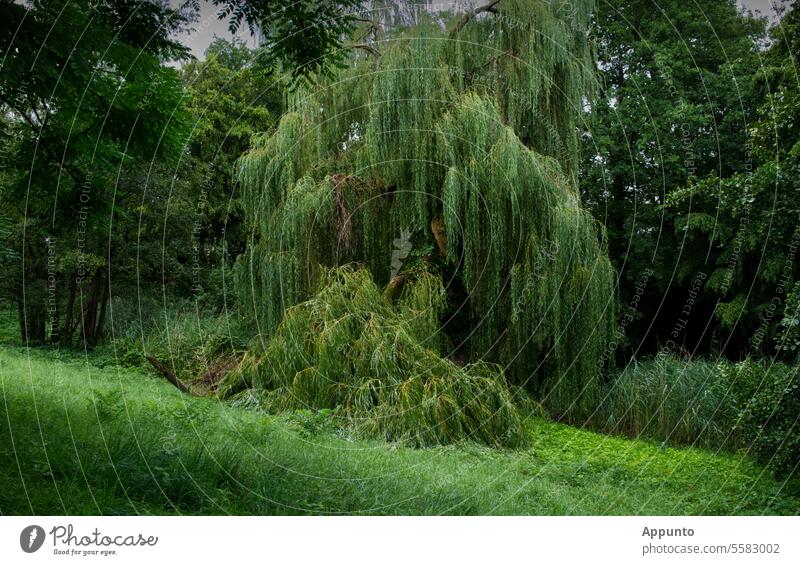 Havarie an der Trauerweide Salix Salix babylonica Astbruch Baumschaden Sturmschaden grün Umwelt Natur Naturschutz Schaden Holzbruch Wetterschaden Windschaden