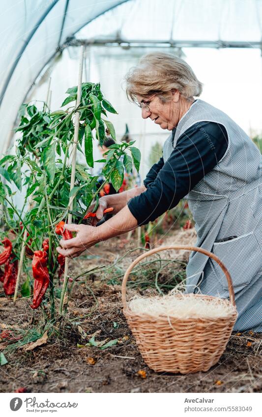 glückliche alte Frau, die frisch geerntetes Gemüse im Gewächshaus in den Händen hält Bio-Lebensmittelernte Senior Ernten Landwirtschaft Lebensstile reif älter