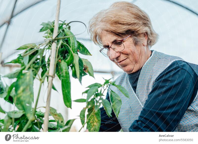 glückliche alte Frau, die frisch geerntetes Gemüse im Gewächshaus in den Händen hält Bio-Lebensmittelernte Ernten Landwirtschaft Rentnerin