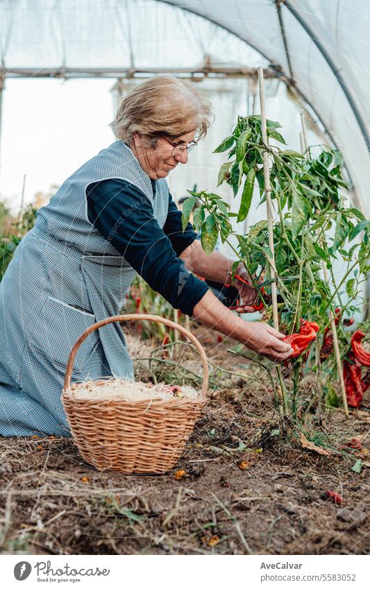 glückliche alte Frau, die frisch geerntetes Gemüse im Gewächshaus in den Händen hält Bio-Lebensmittelernte Senior Ernten Ruhestand reif älter Landwirtschaft