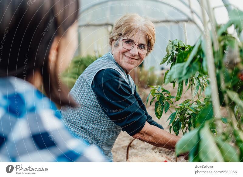 Ältere Frau pflückt mit ihrer Enkelin im Gewächshaus Gemüse und erntet biologische Lebensmittel. Ernten Landwirtschaft Rentnerin in den Ruhestand getreten