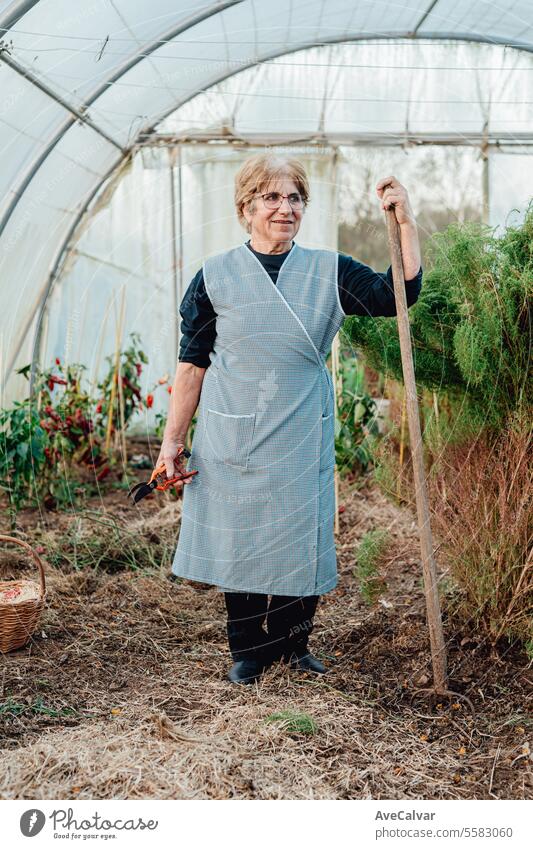 Alte Frau arbeitet lächelnd glücklich in einem Gewächshaus. umweltfreundliche neue Unternehmen, Freiberufler Konzept Ernten Landwirtschaft