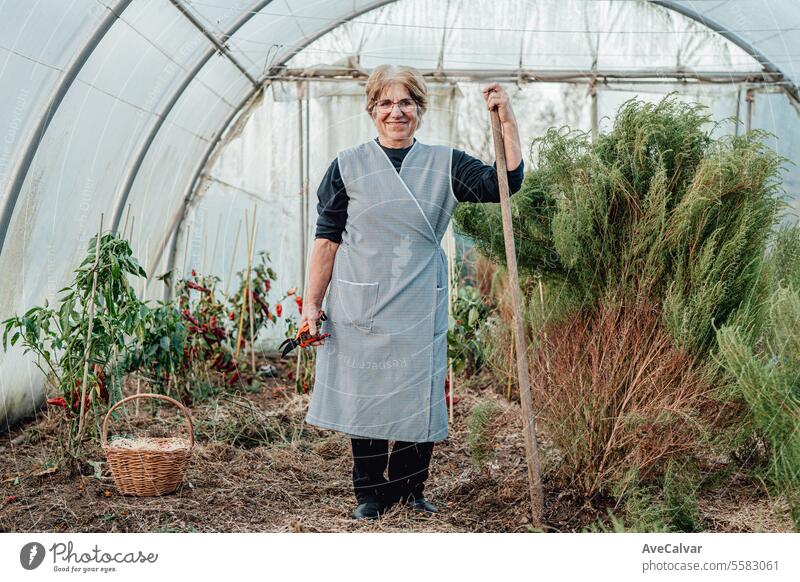 Alte Frau arbeitet lächelnd glücklich in einem Gewächshaus. umweltfreundliche neue Unternehmen, Freiberufler Konzept Senior Ernten Beruf Hobby Landwirtschaft