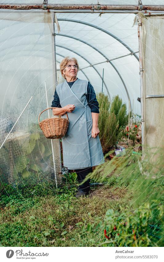 Sehr alte Frau arbeitet in ihrem Gewächshaus und baut Tomaten an. Hobbys für ältere Menschen Konzept. Ernten Landwirtschaft Ruhestand reif Senior arbeiten
