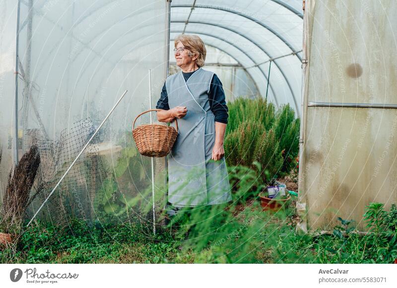 Sehr alte Frau arbeitet in ihrem Gewächshaus und baut Tomaten an. Hobbys für ältere Menschen Konzept. Senior Ernten Landwirtschaft Sonnenschein Dame Erholung