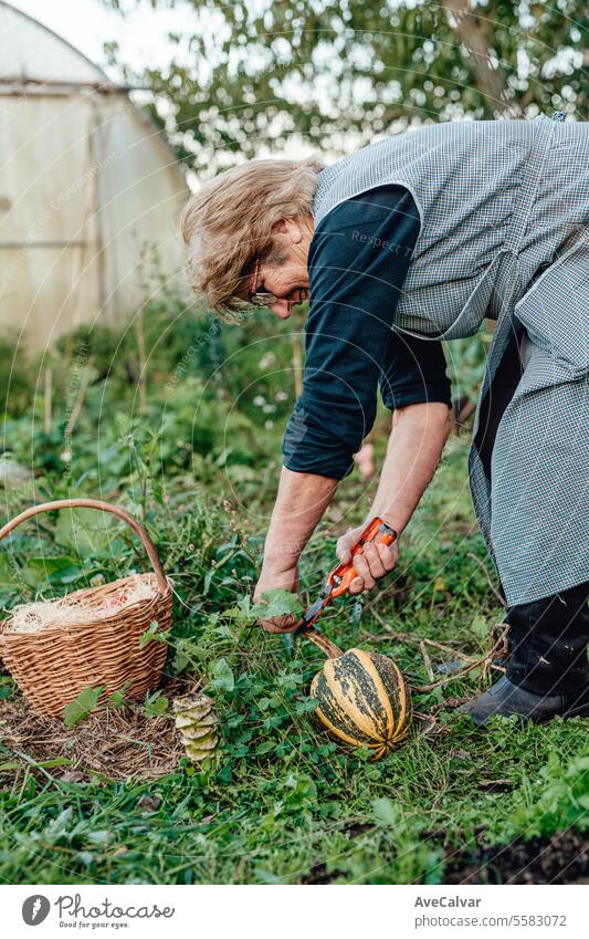 Glückliche ältere Frau mit selbst angebautem Gemüse, lächelnd während der Arbeit beim Gemüsesammeln. Senior Gewächshaus Hobby Landwirtschaft arbeiten Arbeiter