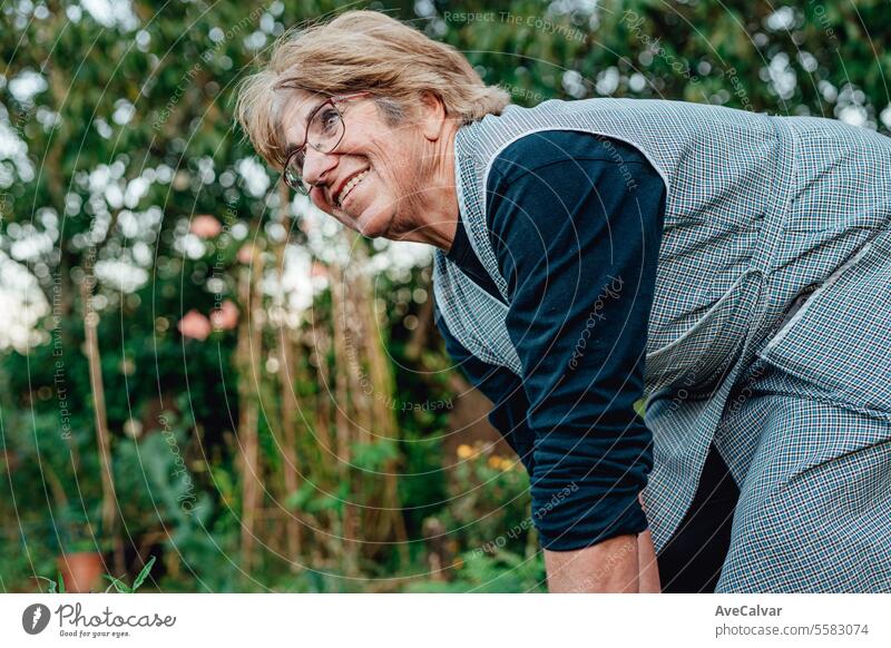 Glückliche ältere Frau mit selbst angebautem Gemüse, lächelnd während der Arbeit beim Gemüsesammeln. Ernten Gewächshaus Landwirtschaft knittern