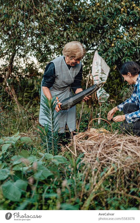 Glückliche ältere Frau mit selbst angebautem Gemüse und Enkeltochter bei der Arbeit, die Gemüse sammelt Ernten Gewächshaus Landwirtschaft Hinterhof Wälder