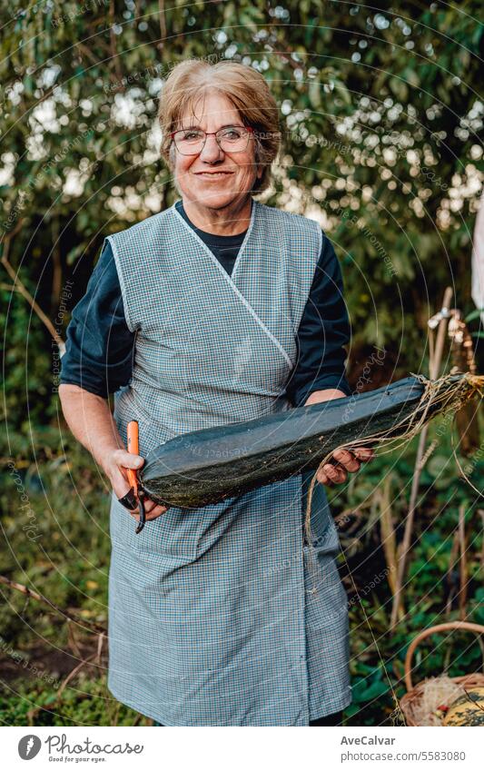 Glückliche ältere Frau mit selbst angebautem Gemüse und Enkeltochter bei der Arbeit, die Gemüse sammelt Ernten Gewächshaus Landwirtschaft Rentnerin