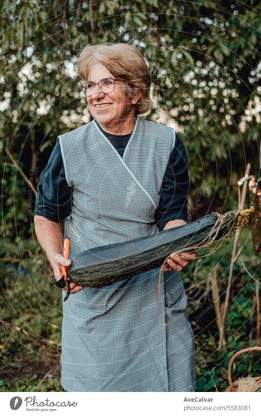Glückliche ältere Frau mit selbst angebautem Gemüse, lächelnd während der Arbeit beim Gemüsesammeln. Ernten Gewächshaus Landwirtschaft Rentnerin