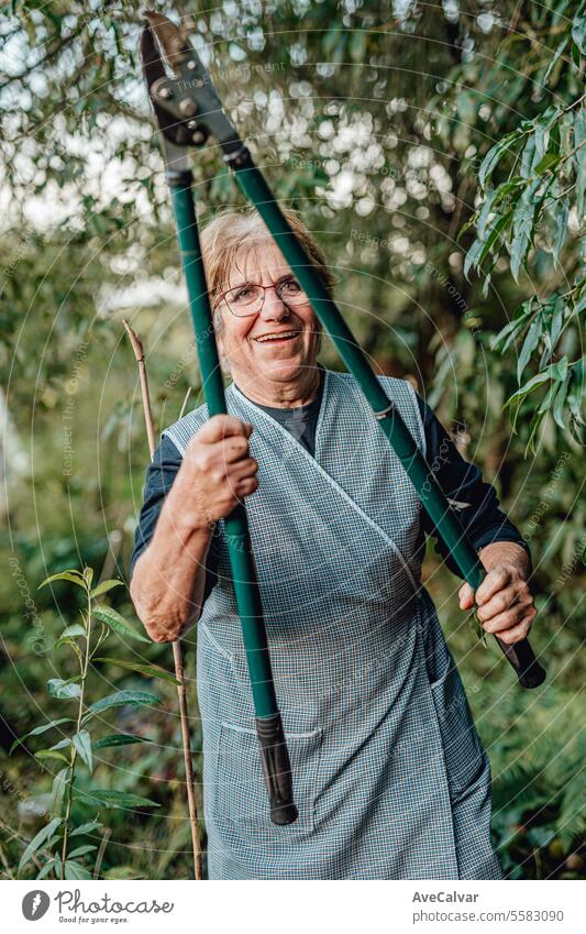 Ältere Menschen bei der Ernte von Gemüse im Gewächshaus. Arbeiter auf dem Land. Ruhestandsalter Frau Ernten Landwirtschaft Rentnerin in den Ruhestand getreten