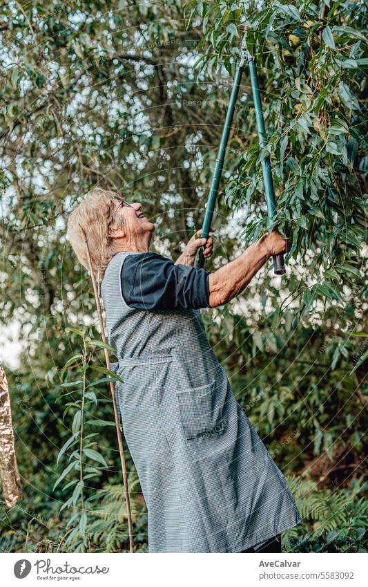 Ältere Menschen bei der Ernte von Gemüse im Gewächshaus. Arbeiter auf dem Land. Ruhestandsalter Ernten Landwirtschaft älter Rentnerin Senior entgittern