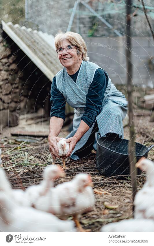Ältere Frau arbeitet auf einem Bauernhof und füttert Hühner. Ländliche Arbeit, Älterer Bauer Person lächelnd in die Kamera Ernten Gewächshaus Landwirtschaft