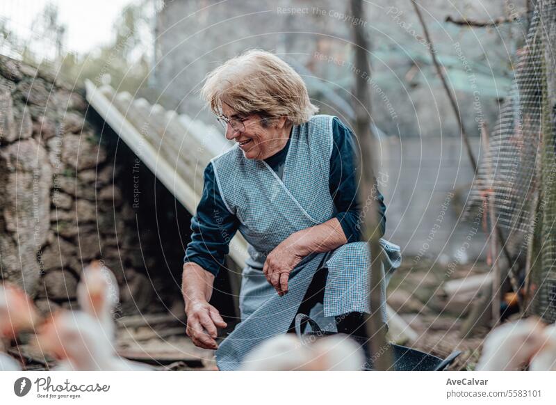 Ältere Frau arbeitet auf einem Bauernhof und füttert Hühner. Ländliche Arbeit, Älterer Bauer Person lächelnd in die Kamera Ernten Gewächshaus Landwirtschaft Oma