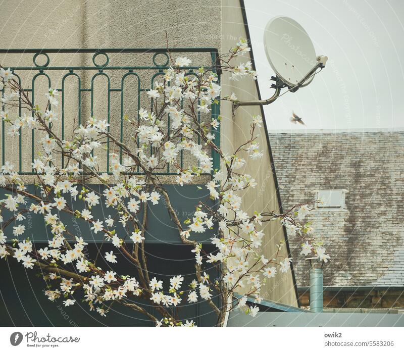 Satellitenblumen Haus Wand Mauer Gebäude Fassade Kunstblumen Kunststoff Blüten Zweige u. Äste Plastik plastikblumen Außenaufnahme Menschenleer Farbfoto Himmel